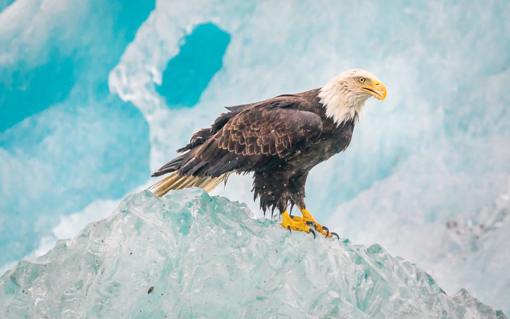 Eagle, Iceberg, Аляска, HD, 2K, 4K