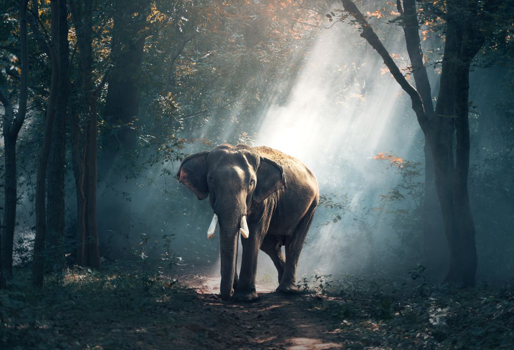 Слон, Млекопитающее, Reserve, HD, 2K