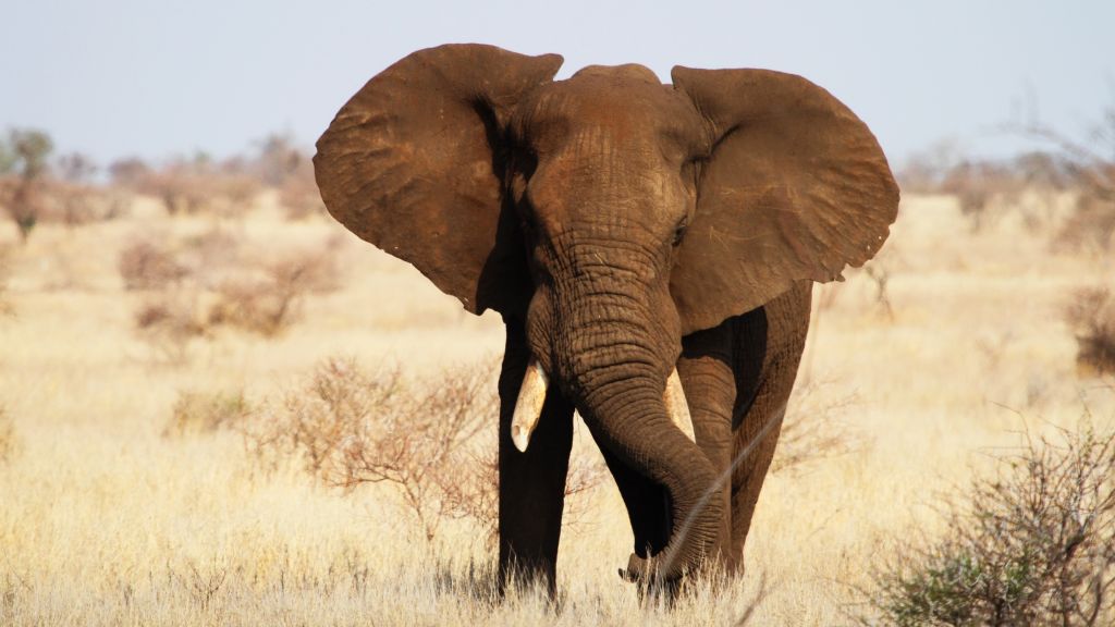 Слон, Национальный Парк Крюгера, Африка, Дикая Природа, HD, 2K, 4K