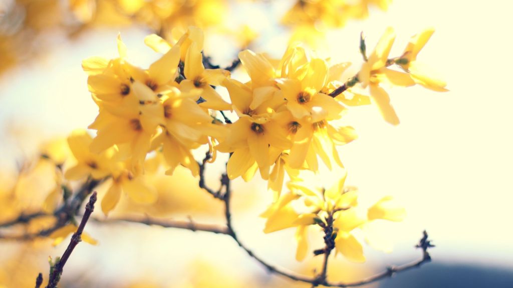 Цветы, Желтые, Ветка, Flowers, 4K Wallpaper, Yellow, Branch, HD, 2K, 4K