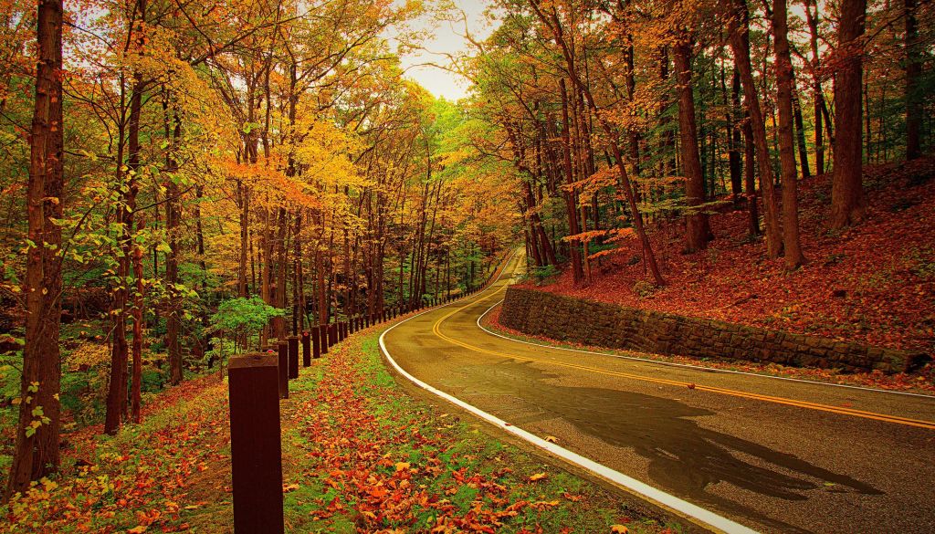 Лес, Осень, Листва, Road, HD, 2K