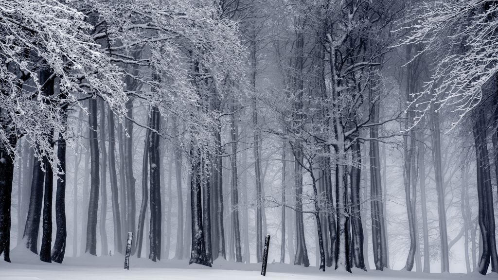 Лес, Деревья, Снег, Зима, HD, 2K, 4K