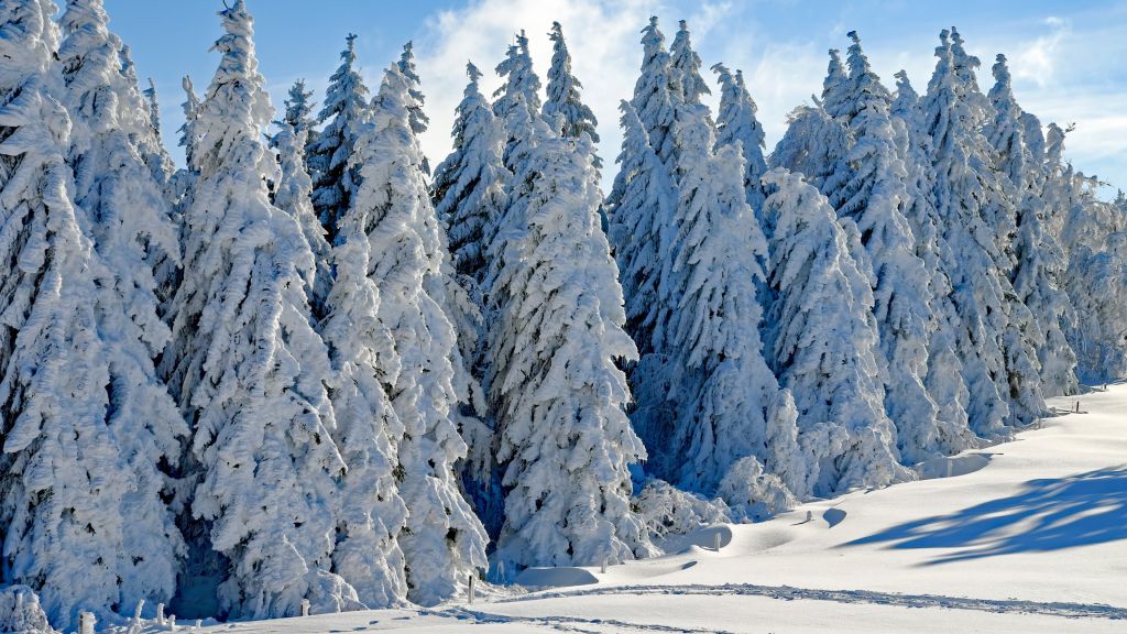 Лес, Дерево, Снег, Зима, HD, 2K, 4K