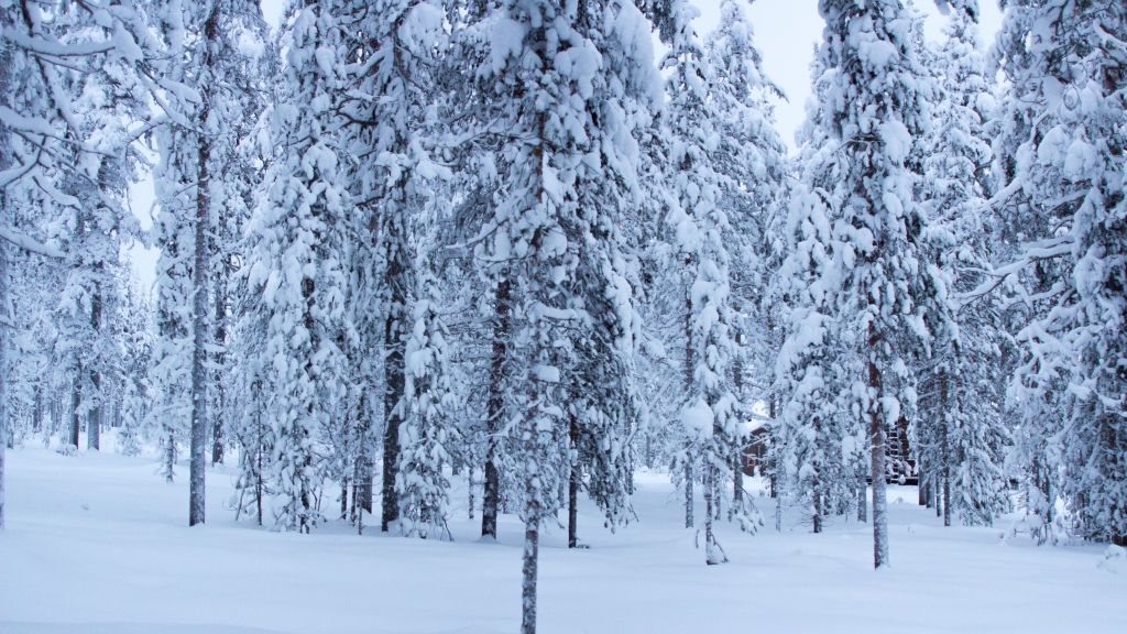 Лес, Деревья, Снег, Зима, HD, 2K, 4K, 5K