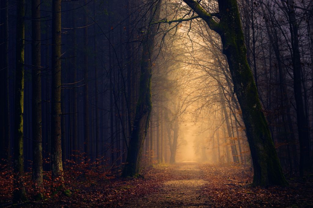 Лес, Осень, Листва, Темнота, Путь, HD, 2K, 4K, 5K