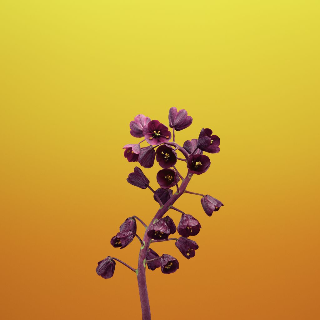 Fritillaria, Ios 11, Iphone X, Iphone 8, Сток, HD, 2K