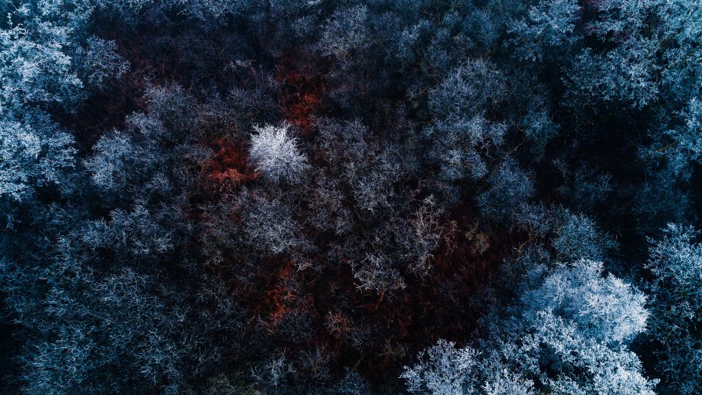 Ледяной Лес, Зима, Вид С Воздуха, HD, 2K, 4K, 5K