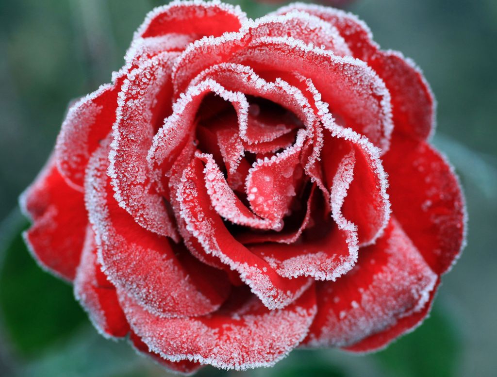 Замороженная Роза, Красная Роза, HD, 2K, 4K