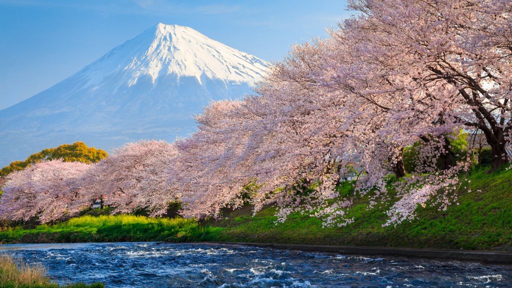 Фудзи, Сакура, Река, Япония, Путешествия, Туризм, National Geographic Traveler Photo Contest, HD, 2K, 4K