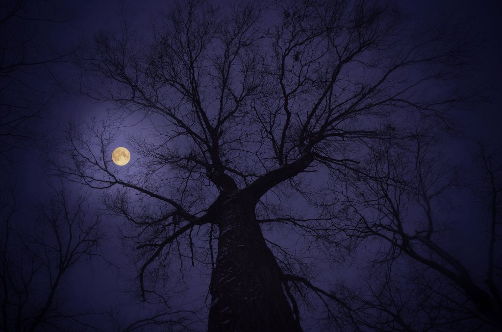 Полная Луна, Дерево, HD, 2K