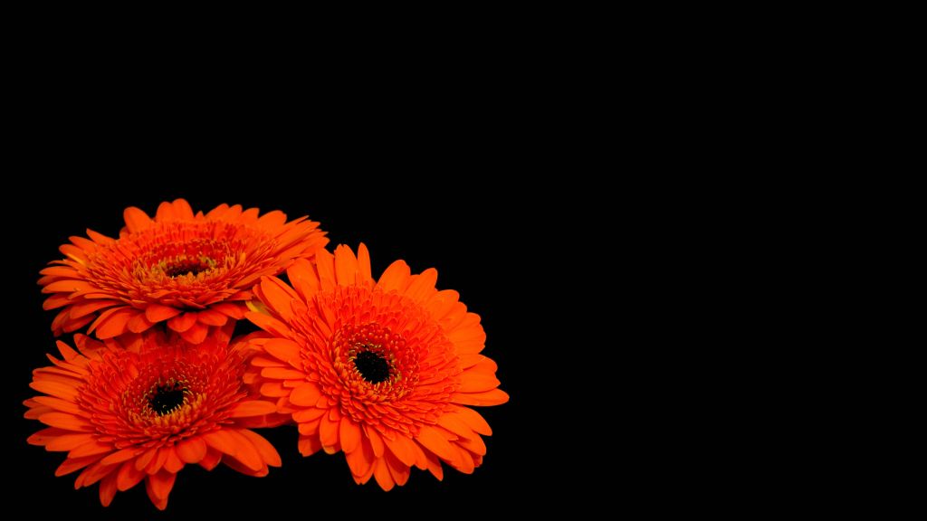 Цветы Герберы, Оранжевые Герберы, Темный Фон, HD, 2K, 4K