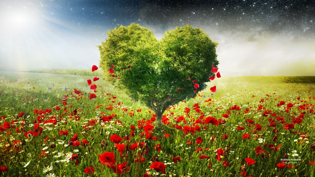 Зеленое Дерево, Влюбленное Сердце, Лепестки, Маки, Небеса, HD, 2K