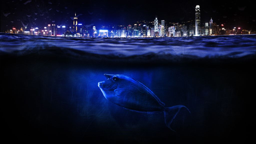 Гонконг, Подводный, Рыба, Городской Пейзаж, HD, 2K, 4K