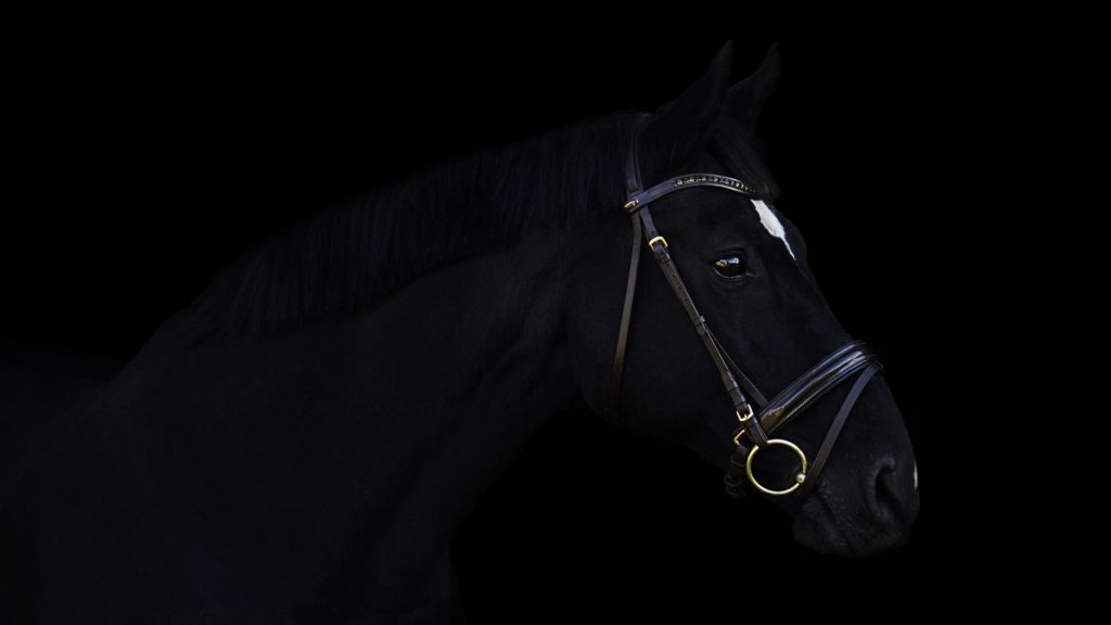 Лошадь, Милые Животные, Черный, HD, 2K, 4K