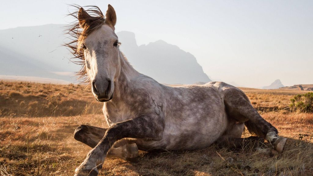 Лошадь, Национальный Парк Сехлабатебе, Лесото, Фотоконкурс National Geographic Traveler, HD, 2K, 4K