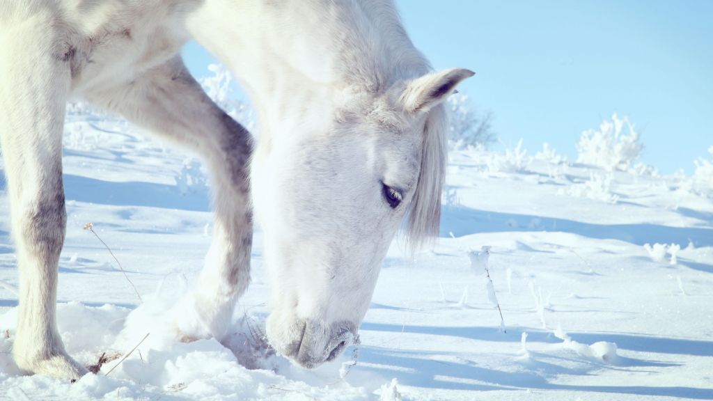 Лошадь, Копыта, Грива, Белый, Снег, Зима, Близко, HD, 2K, 4K, 5K