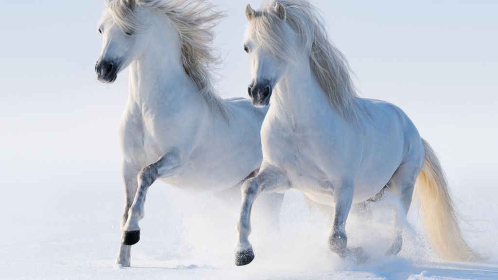 Лошади, Милые Животные, Снег, Зима, HD, 2K, 4K