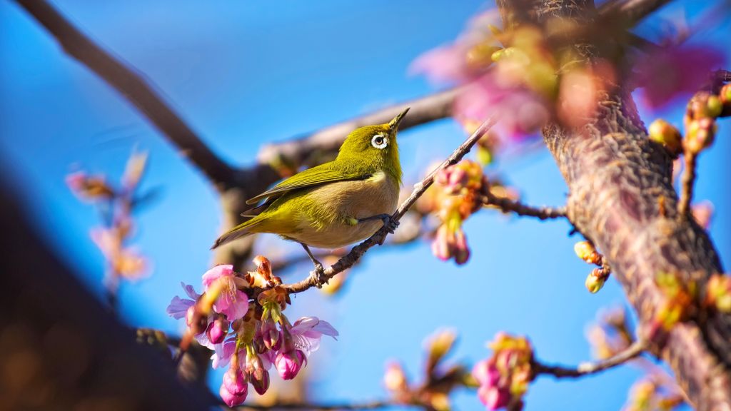 Японская Птица, Белый Глаз, Природа, Цветы, Весна, Голубое Небо, Сакура, HD, 2K, 4K
