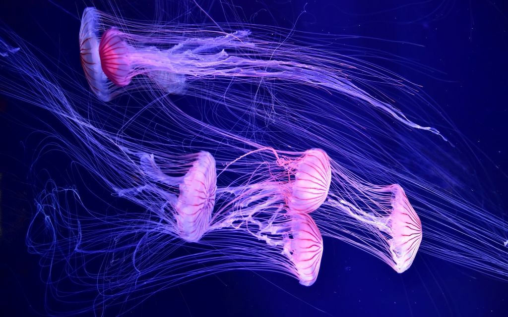 Медуза, Глубокое Море, Подводный, HD, 2K