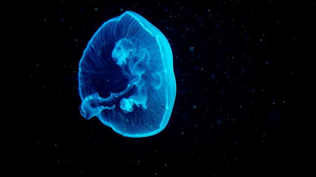Медуза, Синяя Медуза, Под Водой, HD, 2K, 4K