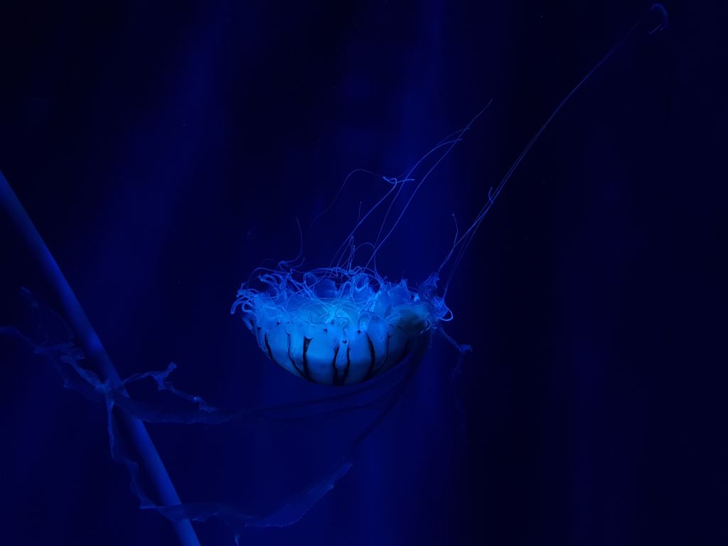 Медуза, Подводный, Глубокий Океан, HD, 2K, 4K
