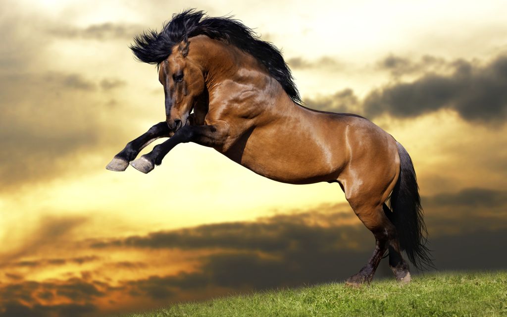 Прыгающая Лошадь, Сильная Лошадь, HD, 2K