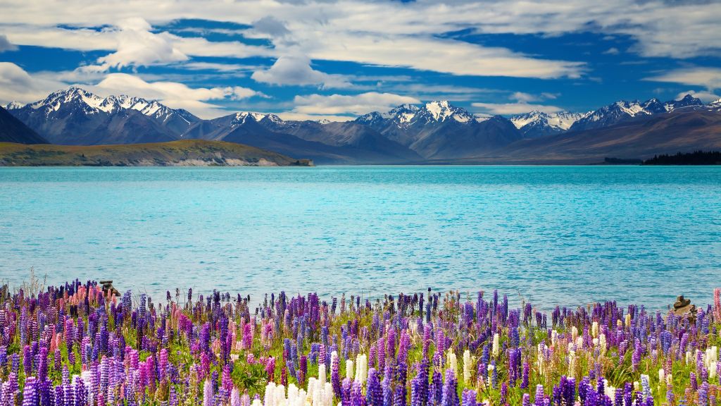 Озеро Текапо, Новая Зеландия, Mountains, Flower, HD, 2K, 4K