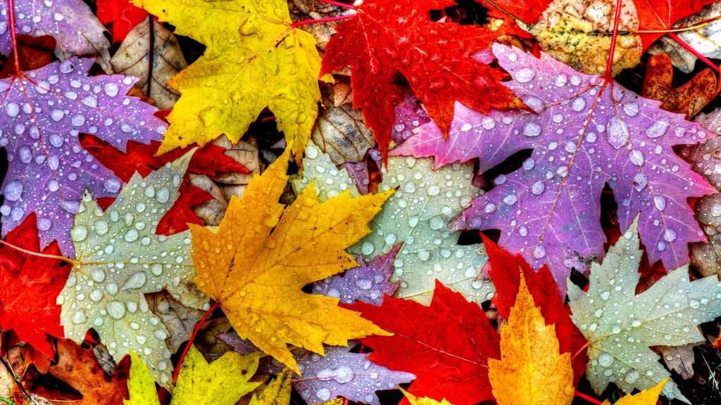 Листья, Капли, Дождь, Осень, HD, 2K, 4K