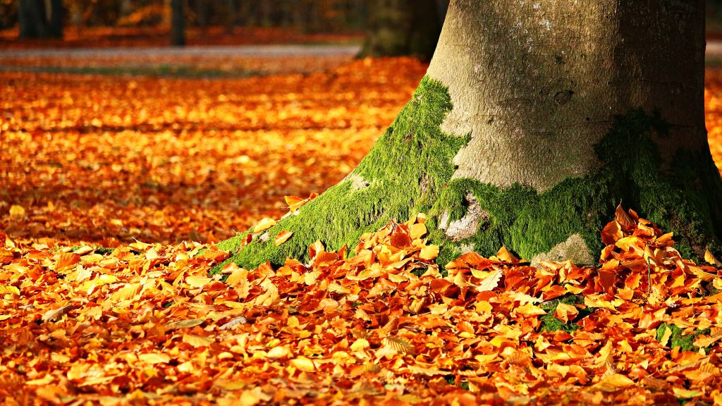 Листья, Дерево, Осень, HD, 2K, 4K, 5K