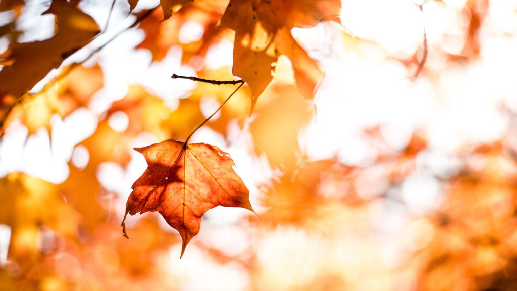 Листья, Осень, Orange, HD, 2K, 4K, 5K
