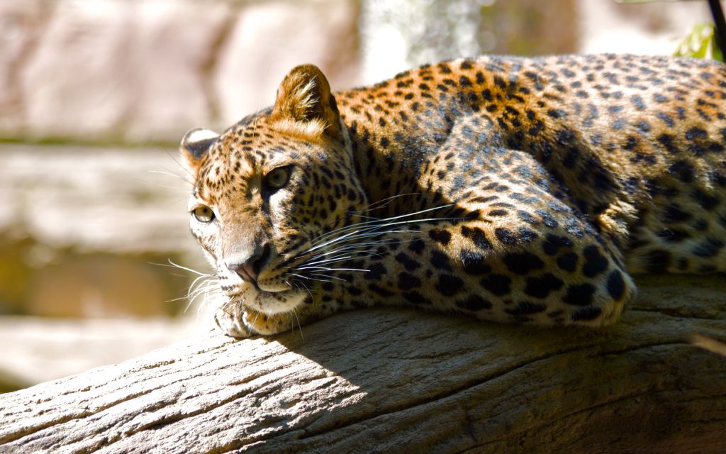 Леопард, Зоопарк Фуэнхиролы, Испания, HD, 2K