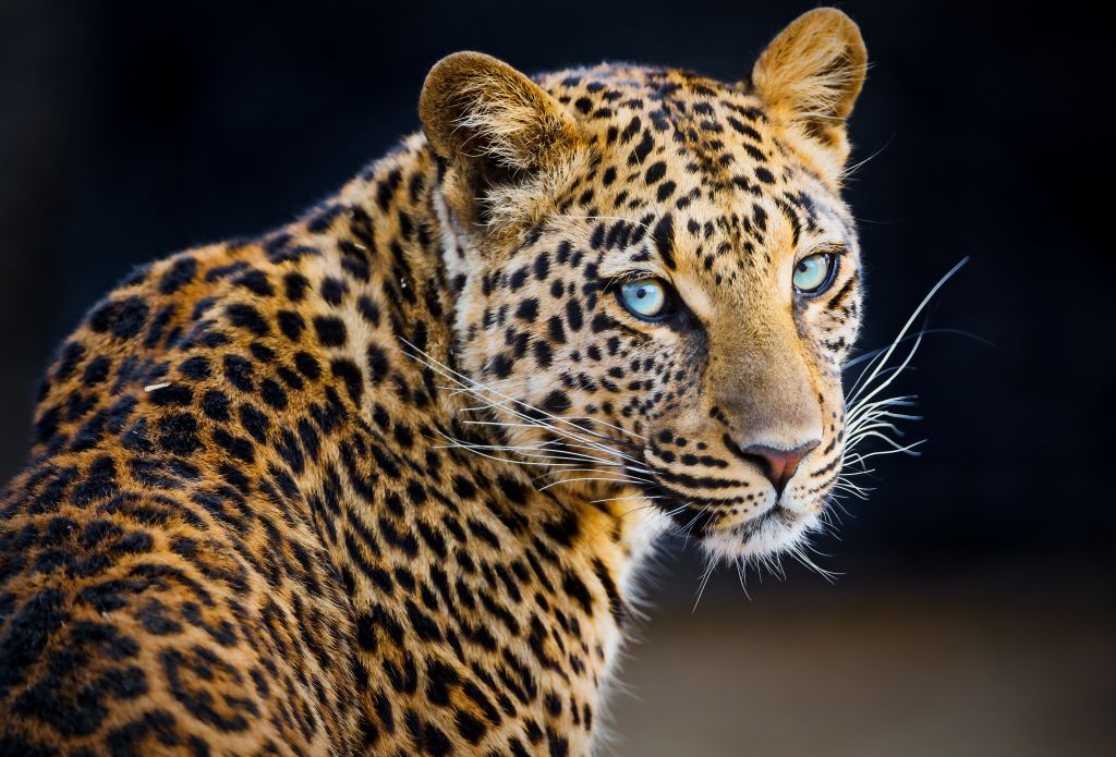 Leopard, Портрет, HD, 2K, 4K