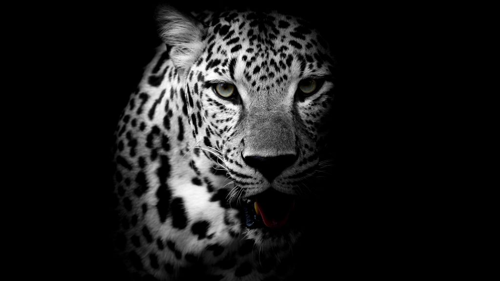 Леопард, Темный Фон, HD, 2K, 4K, 5K
