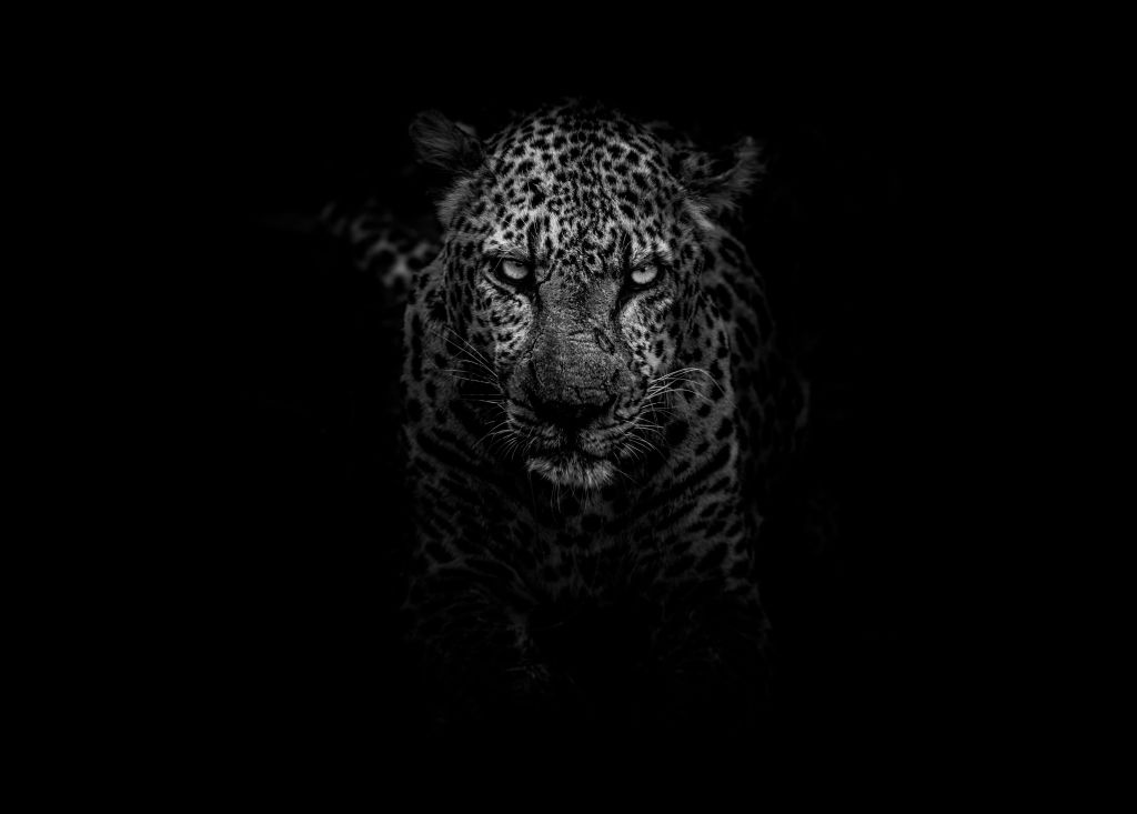 Leopard, Dark, Национальный Парк Крюгера, HD, 2K, 4K, 5K
