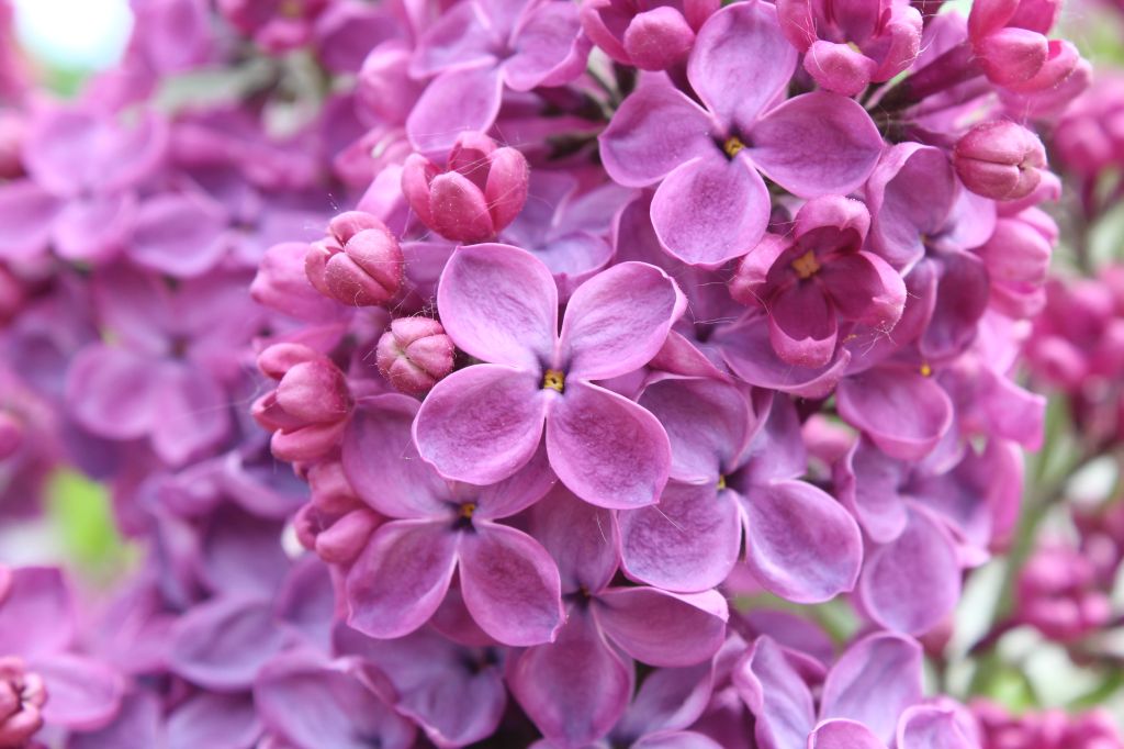 Сиреневые Цветы, Фиолетовые Цветы, Фиолетовая Сирень, 5К, HD, 2K, 4K, 5K