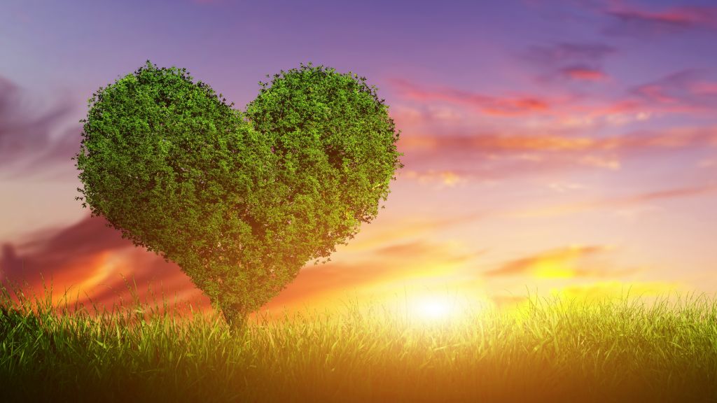 Love Image, Heart, Tree, HD, 2K, 4K, 5K