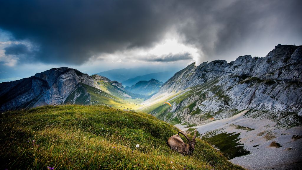 Mount Pilatus, Швейцария, Горы, Луга, Коза, Облака, HD, 2K, 4K