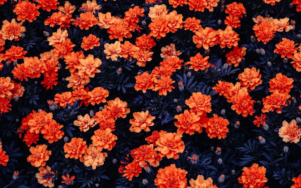 Оранжевые Цветы, Цветник, Кали Линукс, Сток, HD, 2K