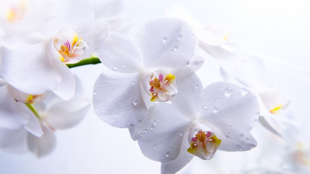 Орхидея, Цветы, Макро, Белые, HD, 2K, 4K