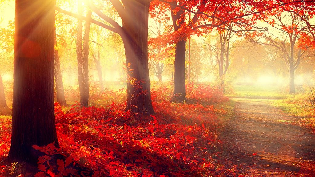 Парк, Осень, Красиво, Листья, Деревья, HD, 2K, 4K