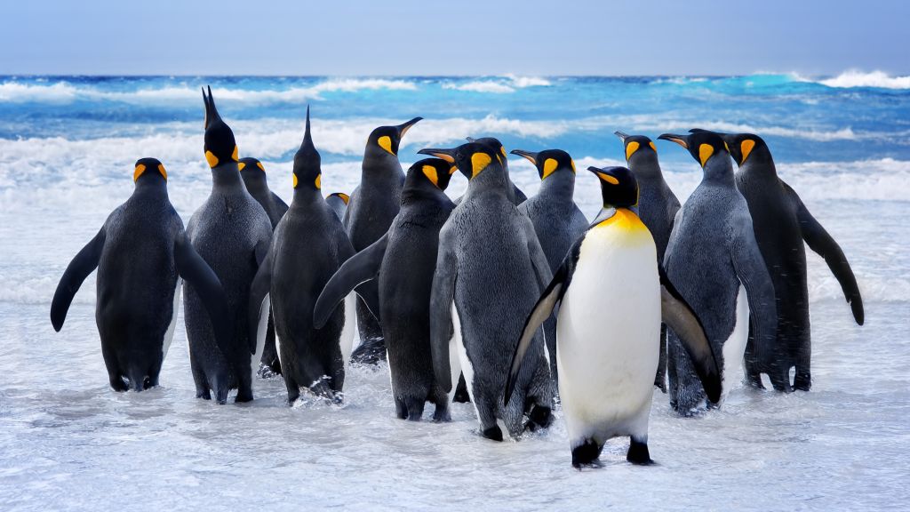 Пингвин, Снег, Океан, Милые Животные, Прикол, HD, 2K, 4K, 5K, 8K