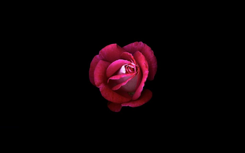 Розовая Роза, Темный Фон, HD, 2K