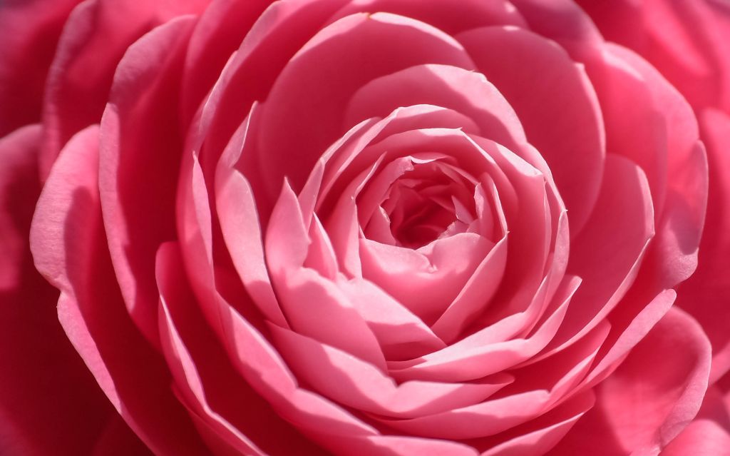 Розовая Роза, Крупный План, HD, 2K