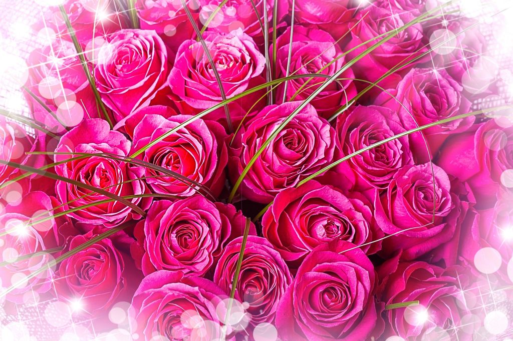 Розовые Розы, Букет, Красивые, HD, 2K