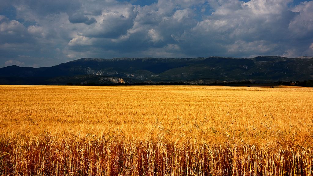 Плато Валенсоль, Франция, Луга, Пшеница, Облака, HD, 2K, 4K, 5K