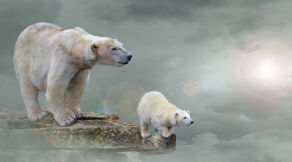 Белые Медведи, Полярный Медвежонок, 4К, HD, 2K, 4K