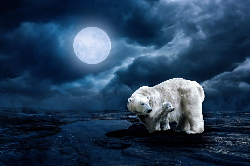 Белые Медведи, Полная Луна, HD, 2K, 4K, 5K