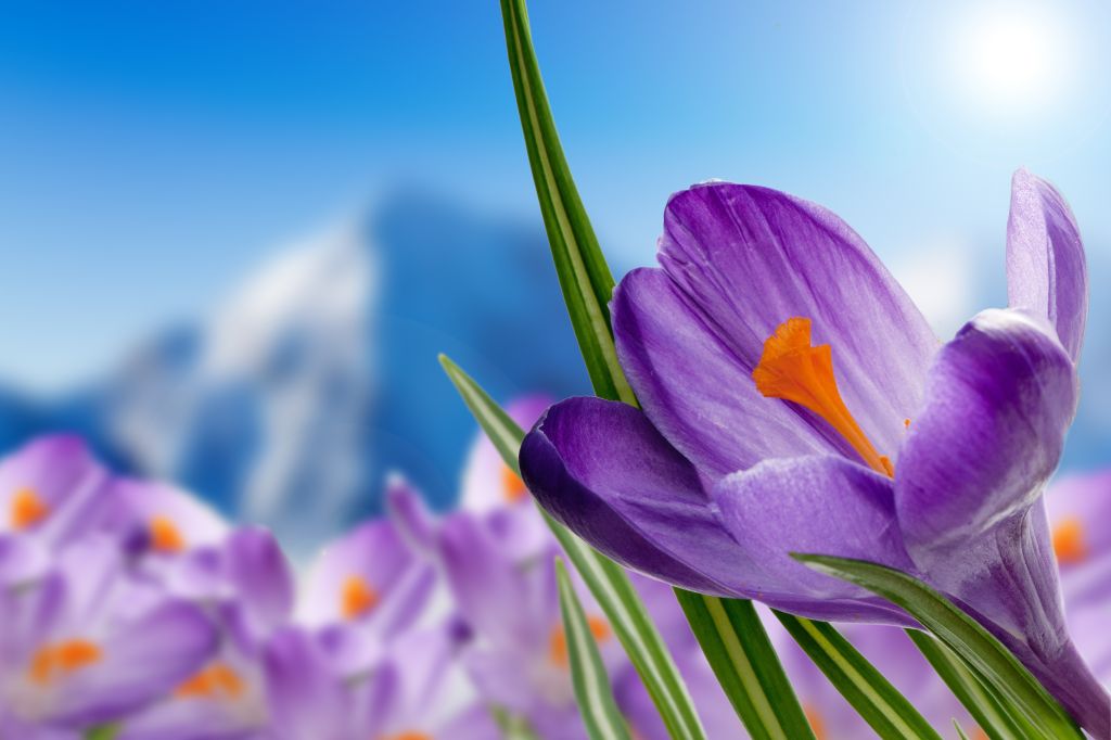 Фиолетовые Крокусы, Фиолетовые Цветы, Весна, HD, 2K, 4K