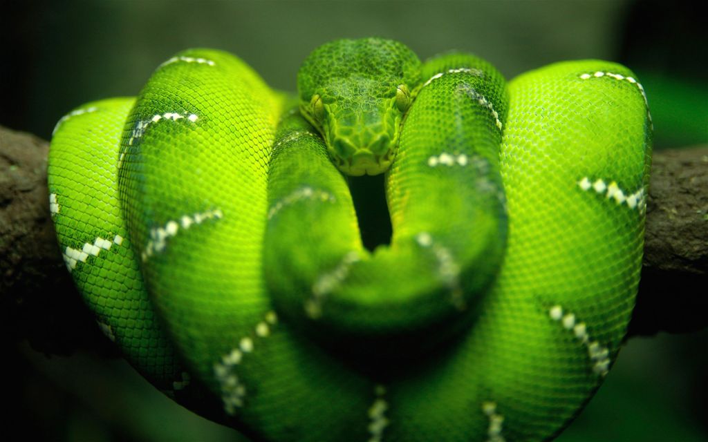 Змея Питон, Зеленая Змея, HD, 2K