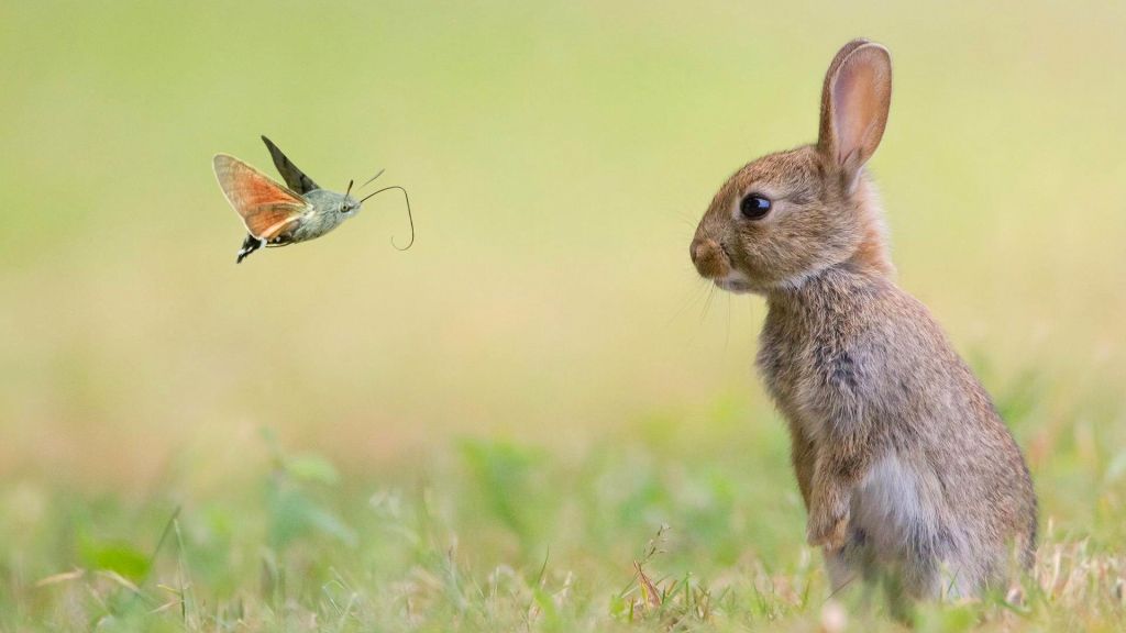 Кролик, Милые Животные, Бабочка, HD, 2K, 4K
